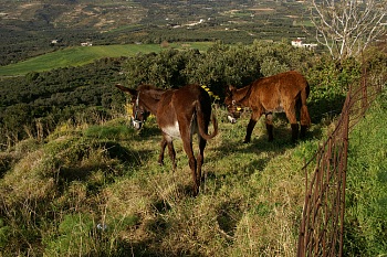 070320-sfinari-PICT7849.jpg - 59563 Bytes