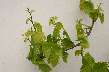 070402-vine-PICT7915.jpg - 56154 Bytes