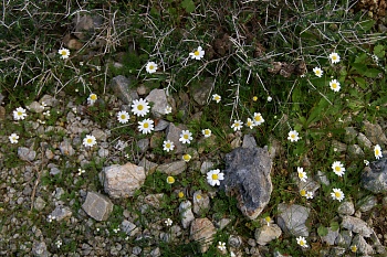 drapanos-paivankakkara01.jpg - 78184 Bytes
