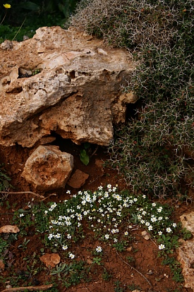 drapanos-paivankakkara02.jpg - 101860 Bytes
