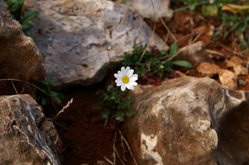 drapanos-paivankakkara03.jpg - 52703 Bytes