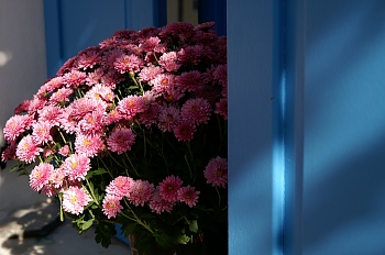h-of-o-chrysanthemum-windowpane.jpg - 45824 Bytes