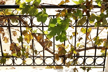 h-of-o-fence-vine.jpg - 88777 Bytes