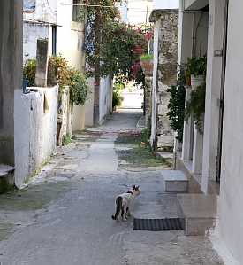 kalyves-alley-and-cat.jpg - 57830 Bytes