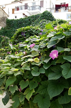 kalyves-alley-backyard-flowers.jpg - 91539 Bytes