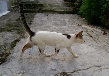 kalyves-alleycat.jpg - 58750 Bytes