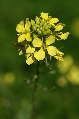 kalyves-kasvi-PICT7613.jpg - 58508 Bytes