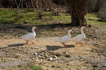 kournas-2-birds.jpg - 72912 Bytes