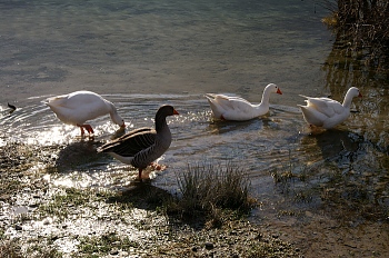 kournas-3-birds.jpg - 65073 Bytes