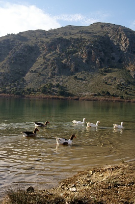 kournas-4-birds.jpg - 72123 Bytes