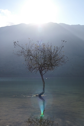 kournas-5-tree.jpg - 68878 Bytes