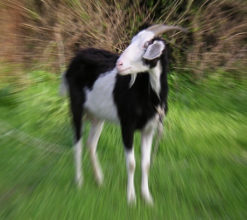 goat-kalyves.jpg - 61975 Bytes