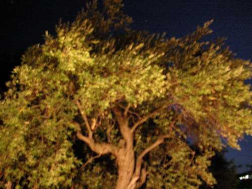 the olive tree in front of our balcony