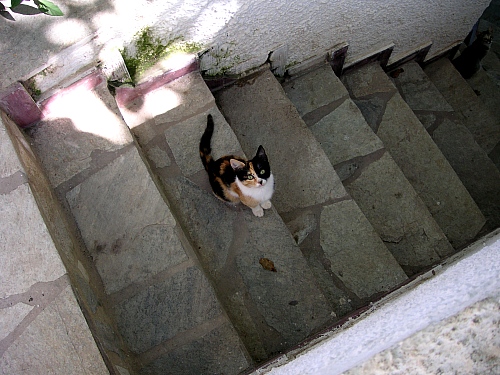 The kitten nr. 1.
