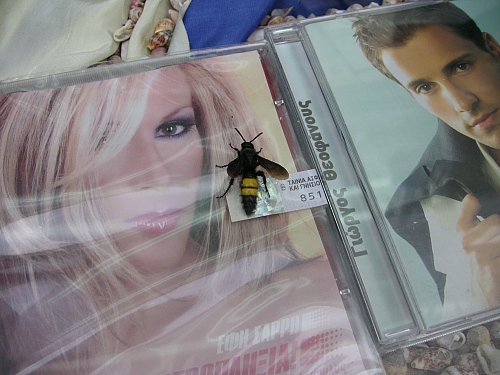 Papadiamantis Street CD:s are very interesting to many