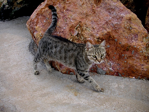 Kitten nr. 2 - In Agria, on the pier.