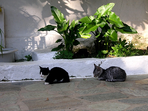 Kittens nr. 3 & 4 - Kounistras Monastery