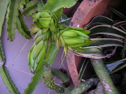 PICT0643.jpg - 186376 Bytes