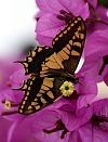 butterly-bougainville.jpg - 12276 Bytes