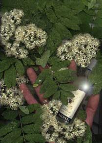 Carsin & blossoming rowan in the palm