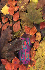 Somontano in the fall