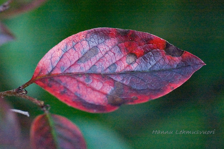 PICT4034-aronia-lehti.jpg - 340854 Bytes