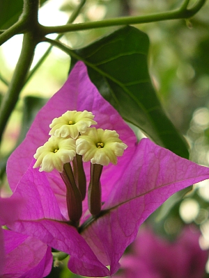 balcony-flower.jpg - 105576 Bytes