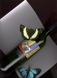 colori-puglia-primitivo-1998.jpg - 12933 Bytes